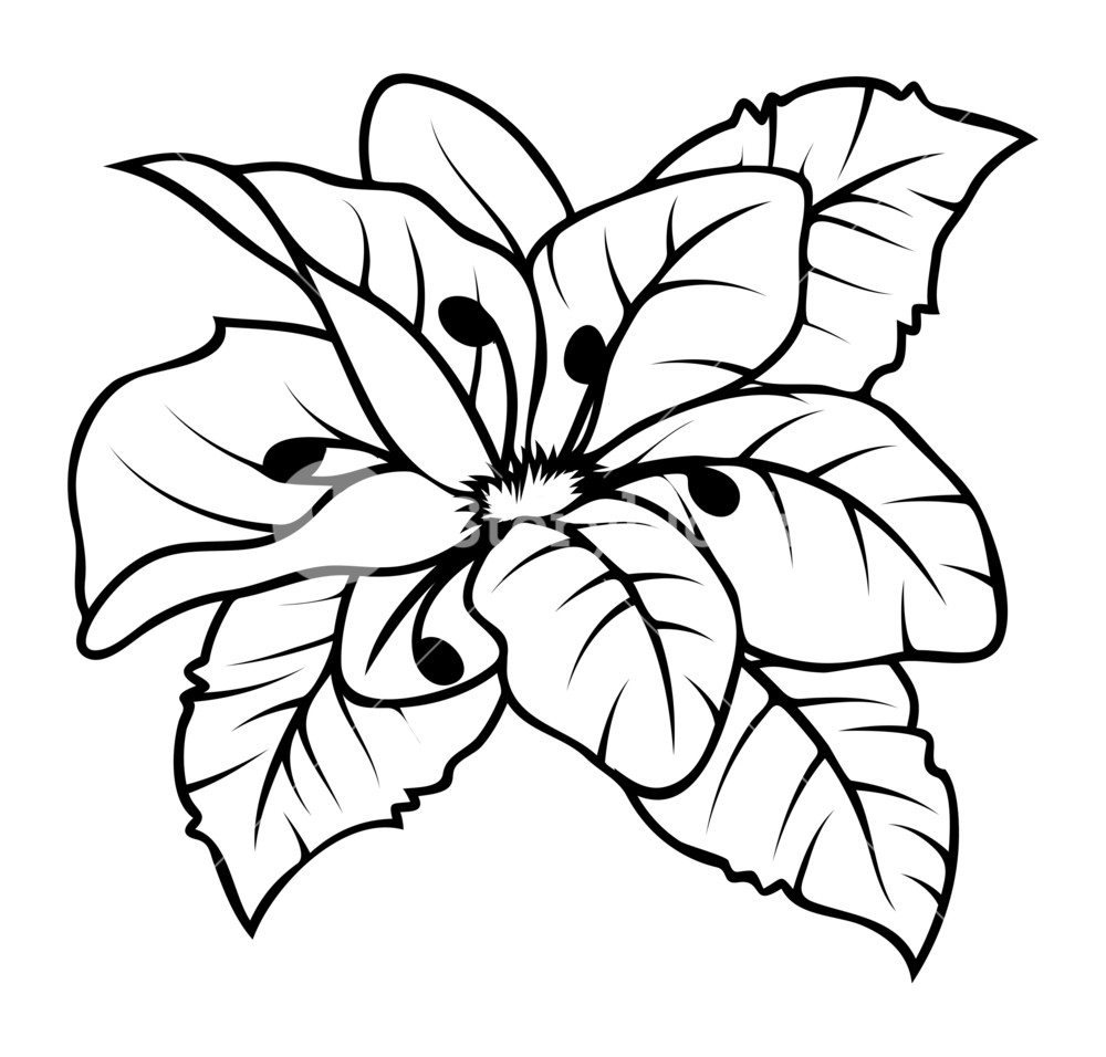 1000x956 Wild Flower Drawing Vector Royalty Free Stock Image - Flower Drawing Vector