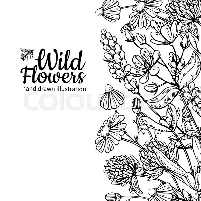 800x800 Wild Flowers Vector Drawing Set Stock Vector Colourbox - Flower Frame Drawing