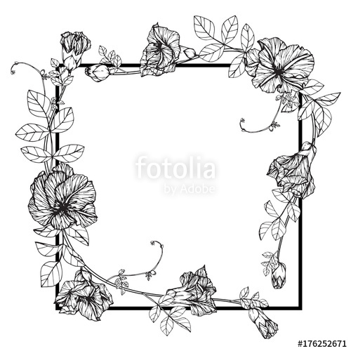 500x500 butterfly pea flower frame drawing stock photo and royalty free - Flower Frame Drawing