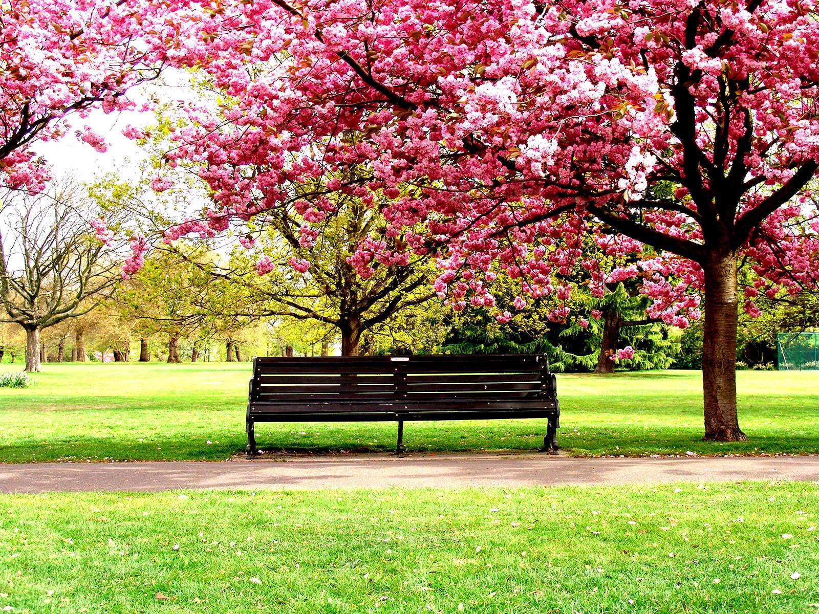 1600x1200 Top Flower Garden Drawing - Flower Garden Drawing