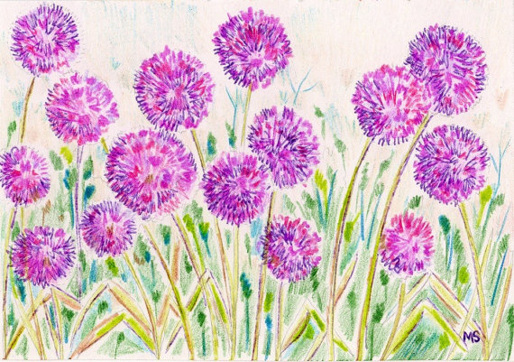 570x401 Allium Garden - Flower Garden Drawing