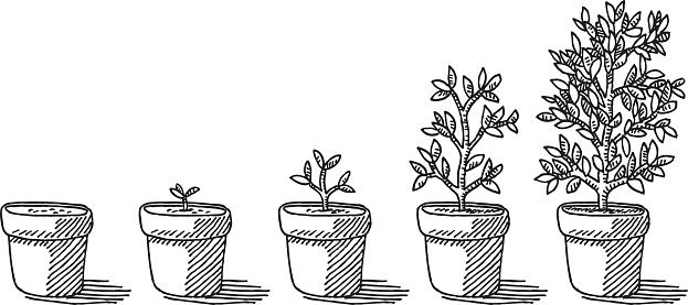 623x277 flower growing clipart dfiles missdebo drawings, how - Flower Growing Drawing