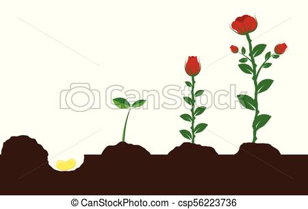 450x306 growing flower from seed to plant garden rose growing from seeds - Flower Growing Drawing