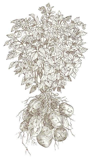 369x628 How Potatoes Grow - Flower Growing Drawing