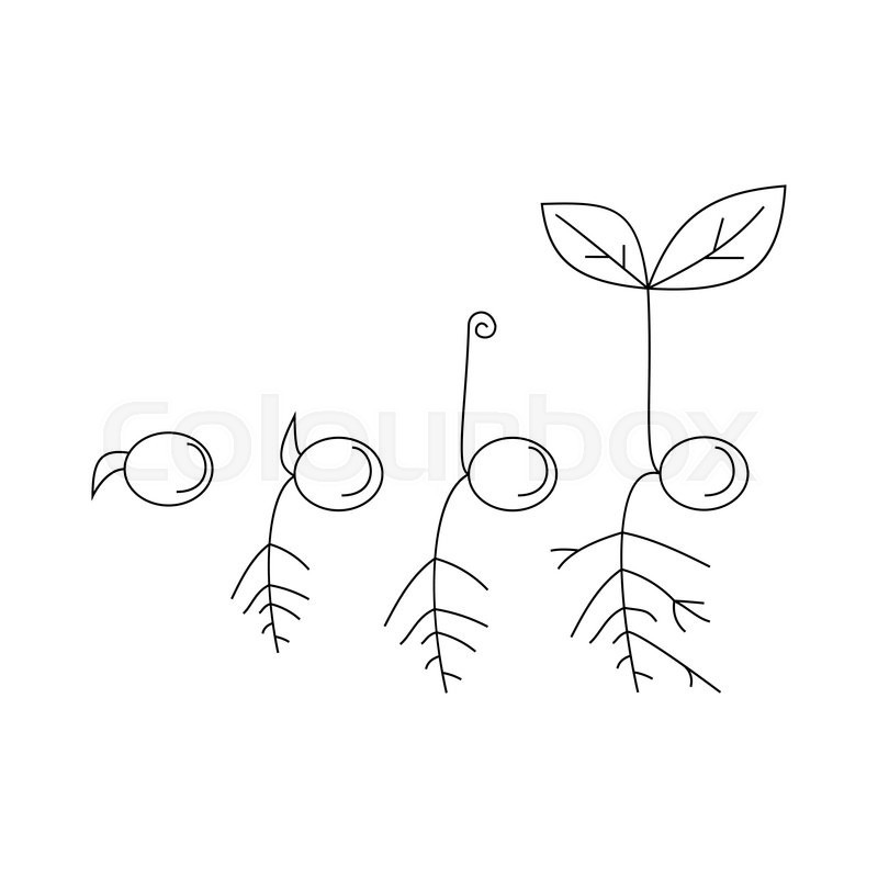 800x800 line sprout and plant growing linear stock vector colourbox - Flower Growing Drawing