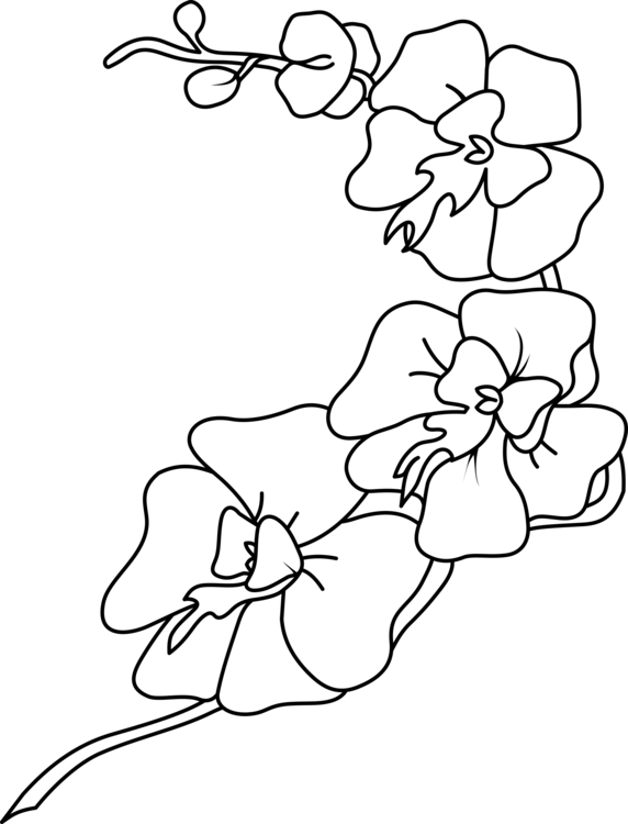 572x750 orchids coloring book drawing orchid growing flower cc0 - Flower Growing Drawing