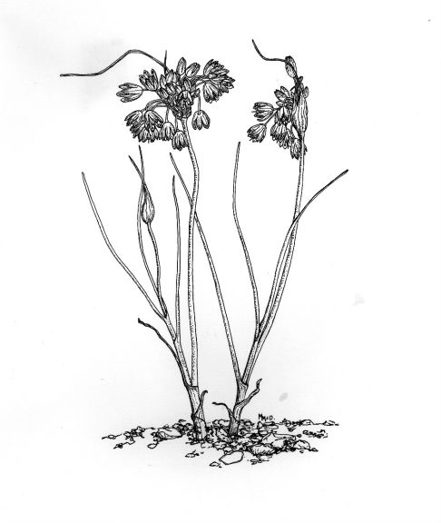 486x576 pacific bulb society allium paniculatum - Flower Growing Drawing