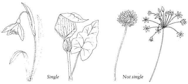 640x287 ramsons wild garlic - Flower Growing Drawing