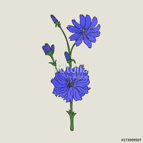 500x500 Realistic Botanical Drawing Of Chicory With Purple Flowers - Flower Growing Drawing