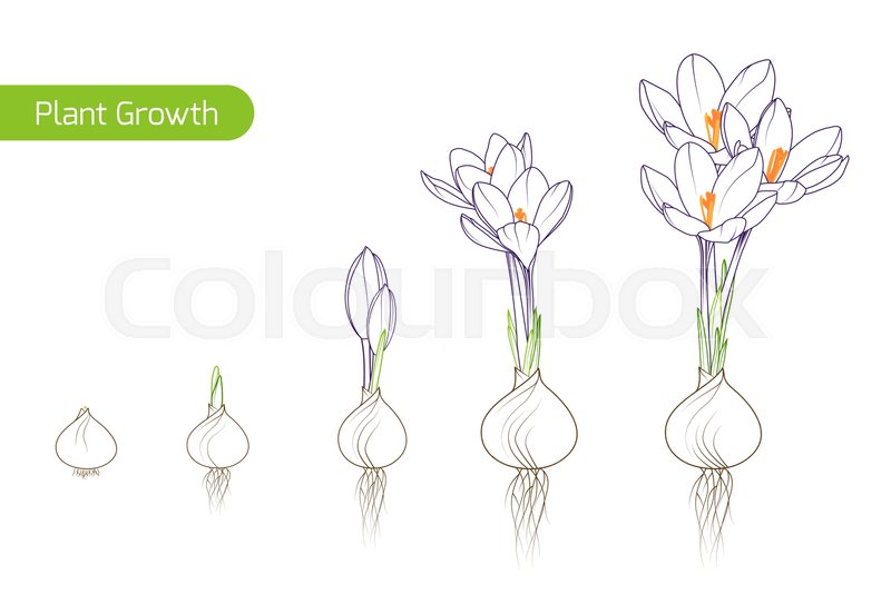 800x534 spring crocus flower growth stock vector colourbox - Flower Growing Drawing