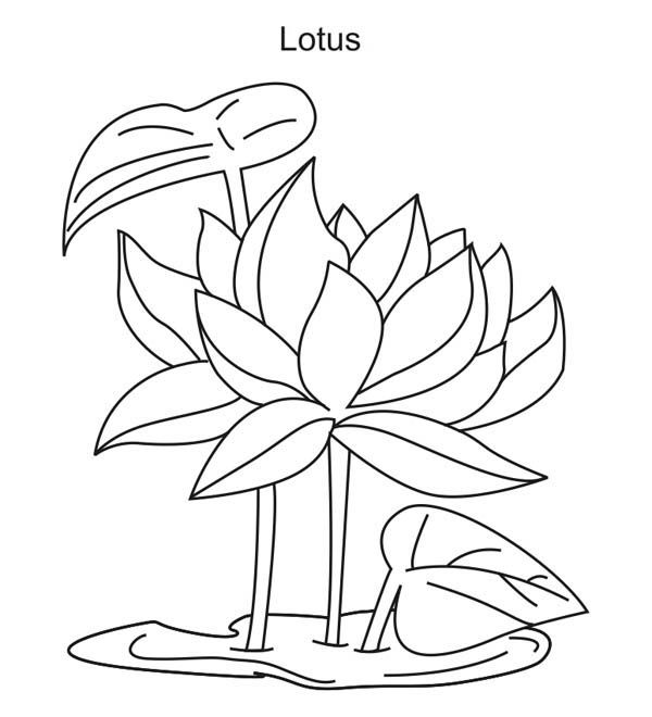 600x660 Free Lotus Flower Coloring Pages - Flower Growing Drawing