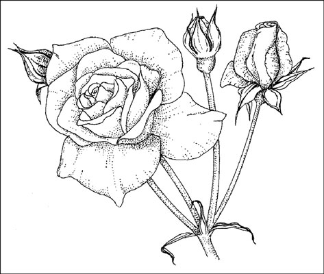 473x400 choosing and caring for grandiflora roses - Flower Growing Drawing