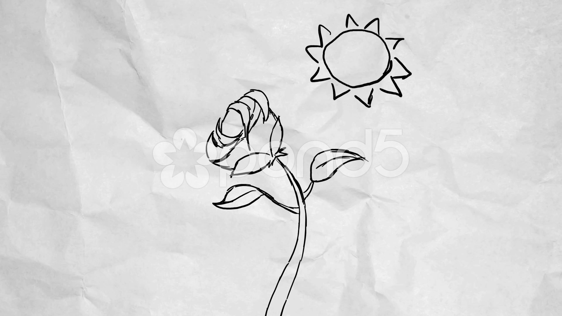 1920x1080 flower growing - Flower Growing Drawing