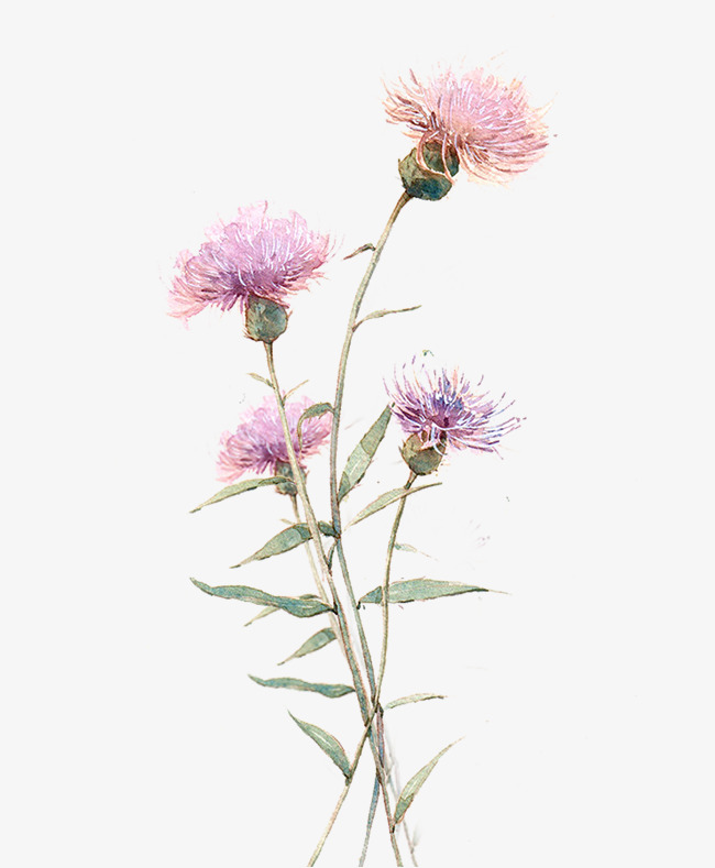 650x789 ink drawing four beautiful flowers, ink, watercolor, beautiful png - Flower Ink Drawing