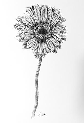 327x480 Ink Drawings Style - Flower Ink Drawing