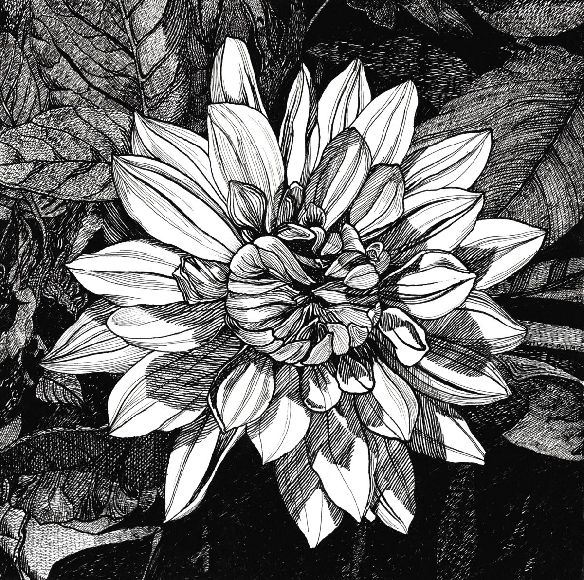 1200x1192 shiny dahlia drawing - Flower Ink Drawing