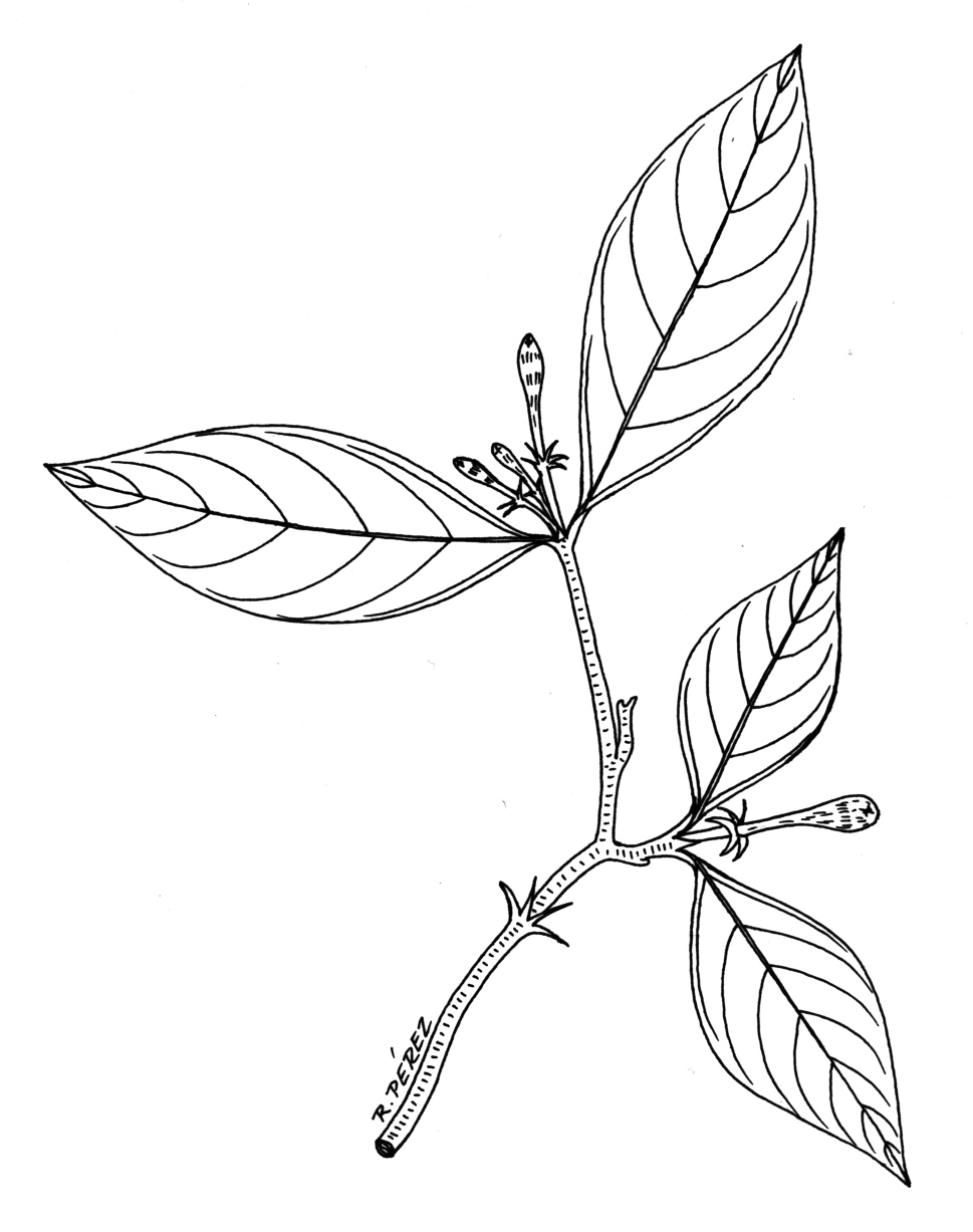 Джут растение рисунок