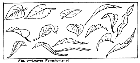 450x205 drawing flowers, plants, weeds, and leaves with drawing lessons - Flower Leaves Drawing
