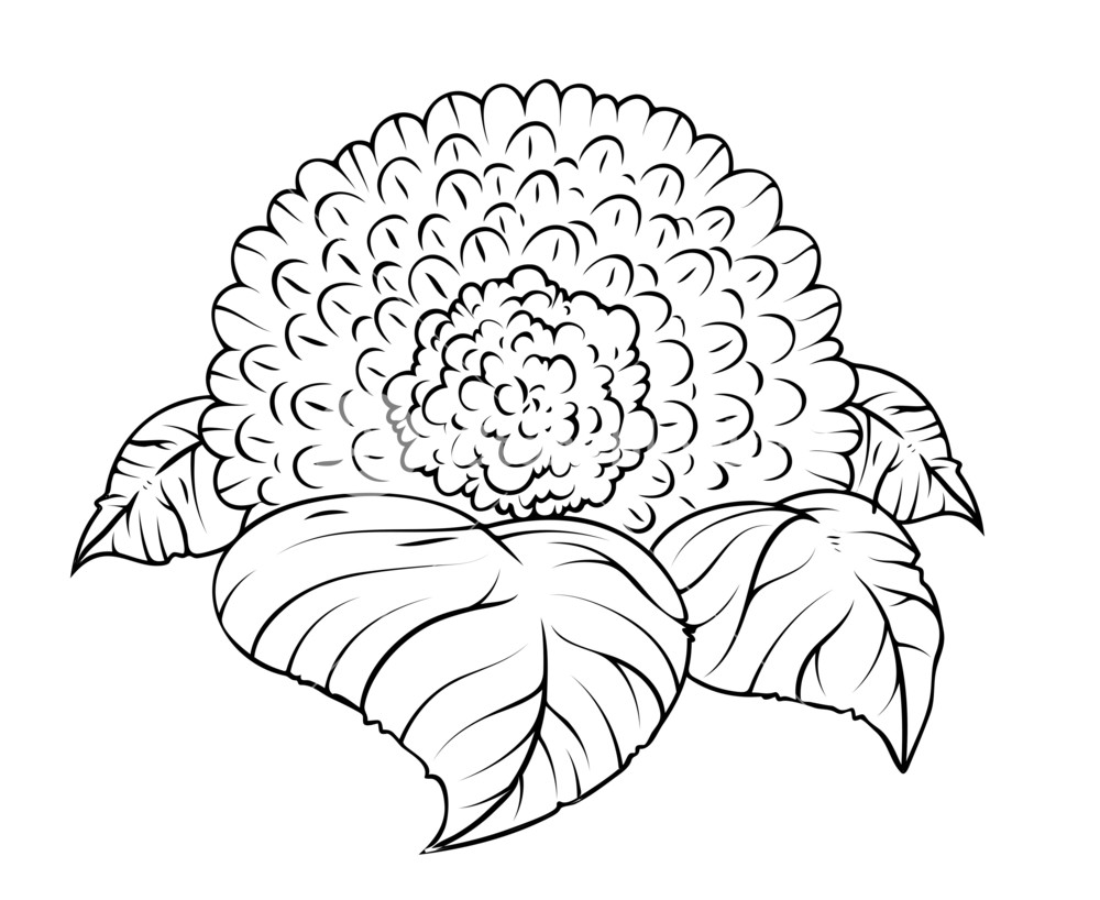 1000x818 Flower With Leaves Drawing Royalty Free Stock Image - Flower Leaves Drawing