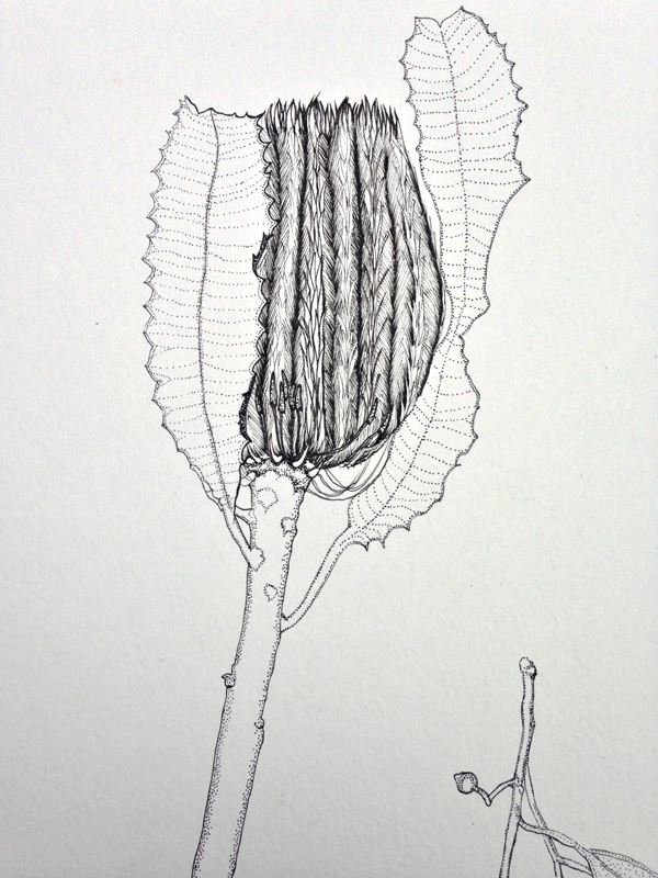 600x800 hollie kelley - Flower Leaves Drawing