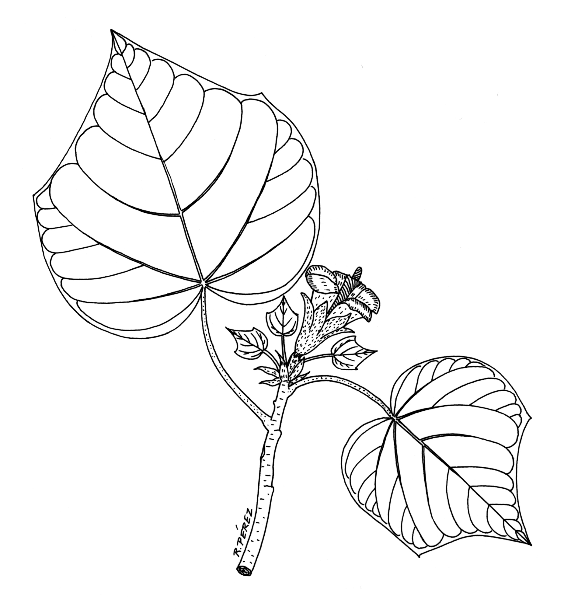 Красивые листья растений рисунки