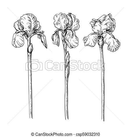 450x470 Iris Flower And Leaves Drawing Vector Hand Drawn Engraved Floral - Flower Leaves Drawing