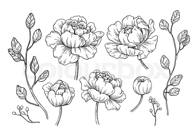 800x566 Peony Flower And Leaves Drawing Stock Vector Colourbox - Flower Leaves Drawing