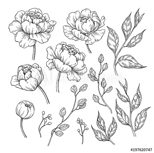 500x496 Peony Flower And Leaves Drawing Vector Hand Drawn Engraved Flor - Flower Leaves Drawing