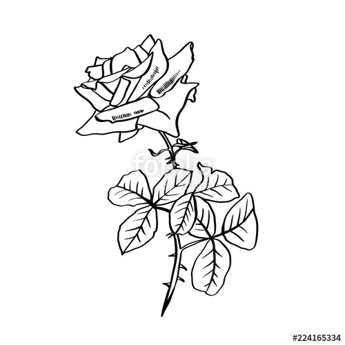 500x500 Rose Contour Line Illustration Barbed Flower With Leaves Rose - Flower Leaves Drawing