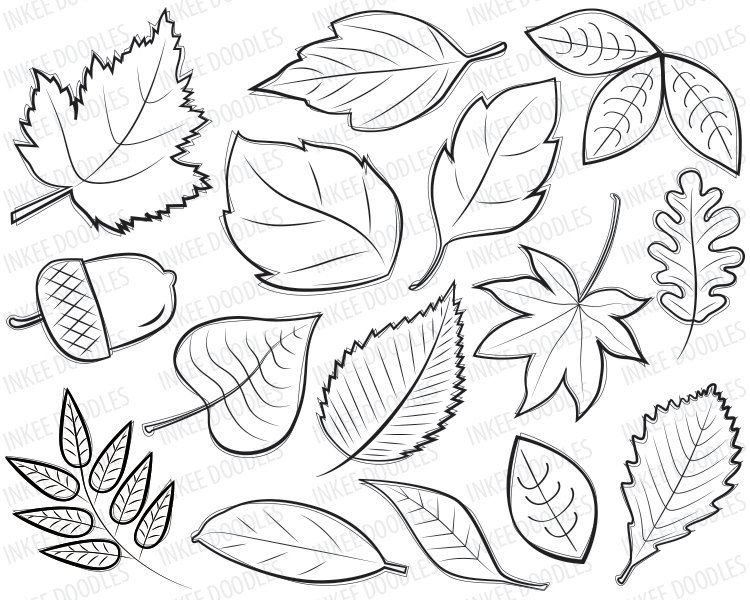 750x600 How To Draw A Maple Leaf And An Oak Leaf Inkspired Musings - Flower Leaves Drawing