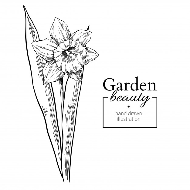 626x626 Daffodil Flower And Leaves Drawing Vector Premium Download - Flower Leaves Drawing