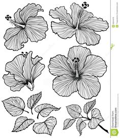 Flower Line Drawing
