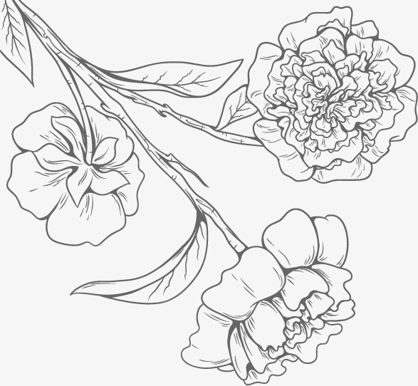 587x542 Fresh Flowers Vector Image, Black And White, Flowers, Line Drawing - Flower Line Drawing