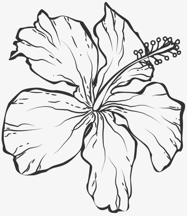 650x750 line drawing flowers, line clipart, plant, line drawing graphics - Flower Line Drawing