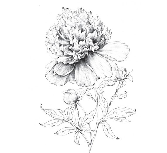 570x523 Peony Art Sketch Indiana Flower Line Drawing Large Etsy - Flower Line Drawing