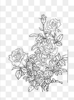 260x349 Photos Line Art Images Flowers - Flower Line Drawing