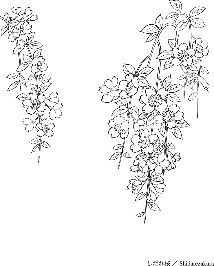 739x917 Line Drawing Of Flowers - Flower Line Drawing