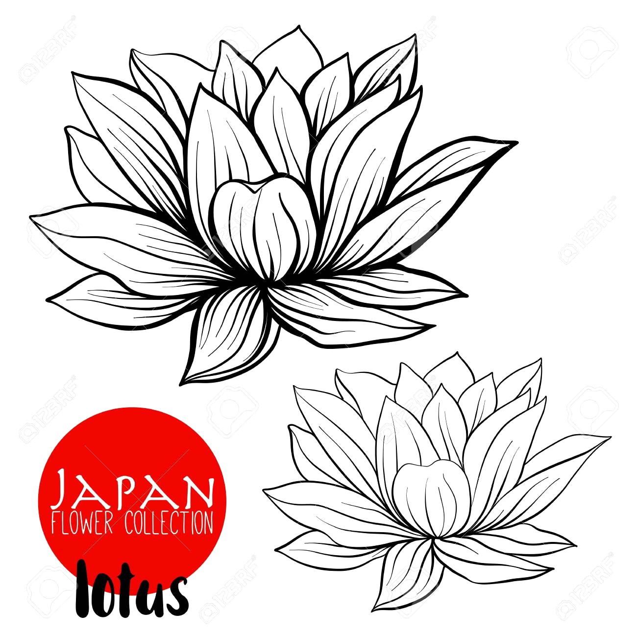 1300x1300 lotus flowers stock line vector illustration botanic - Flower Line Drawing