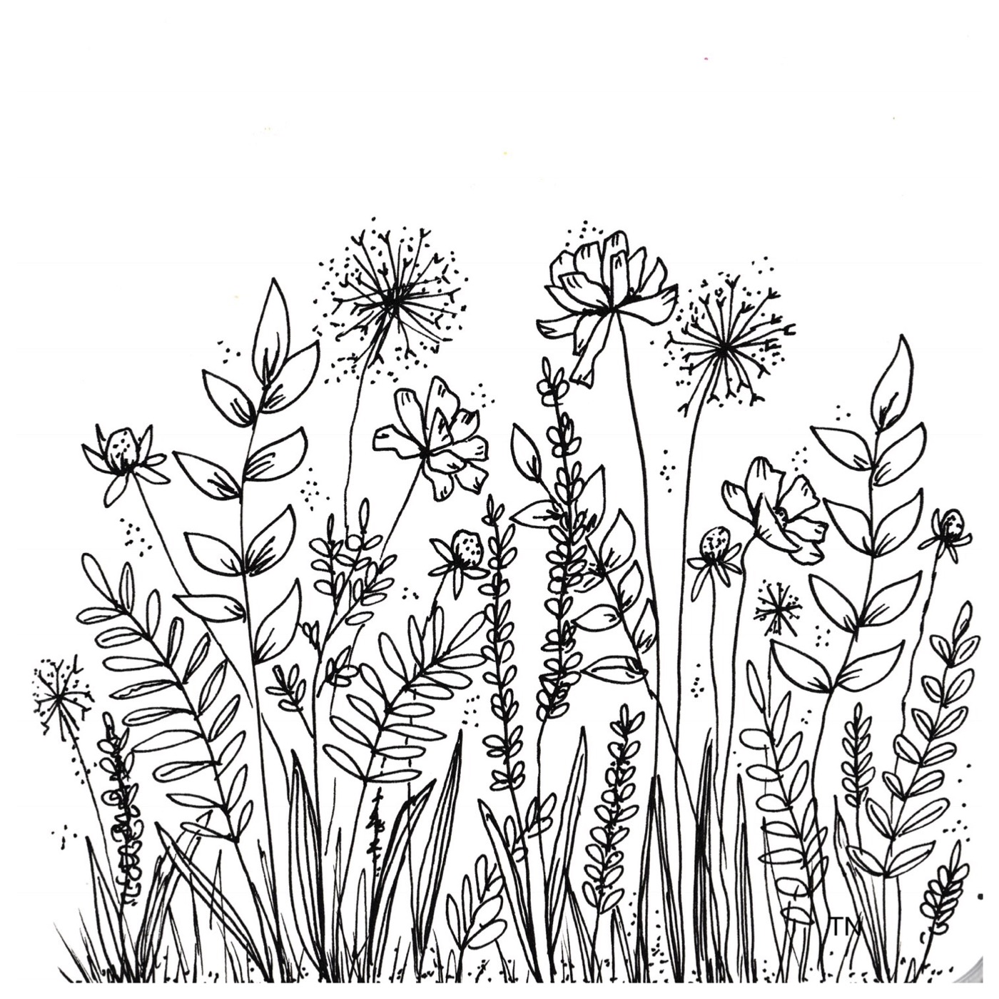 1400x1400 Botanical Line Drawings And Doodles - Flower Line Drawing