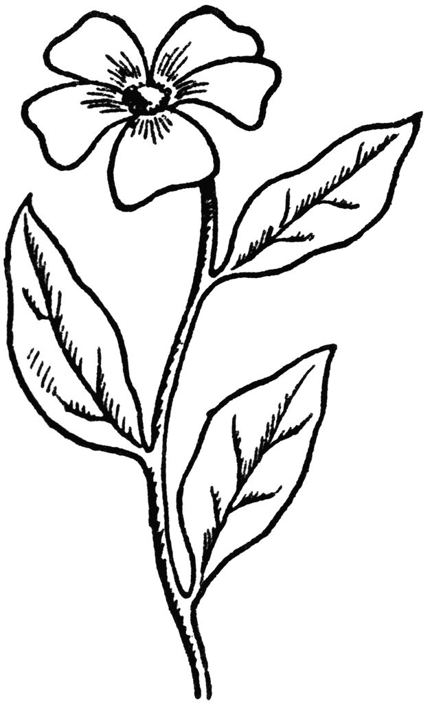 626x1024 Flower Drawings Easy Coloring Pages For Adults, Coloring Pages - Flower Line Drawing Clip Art Free