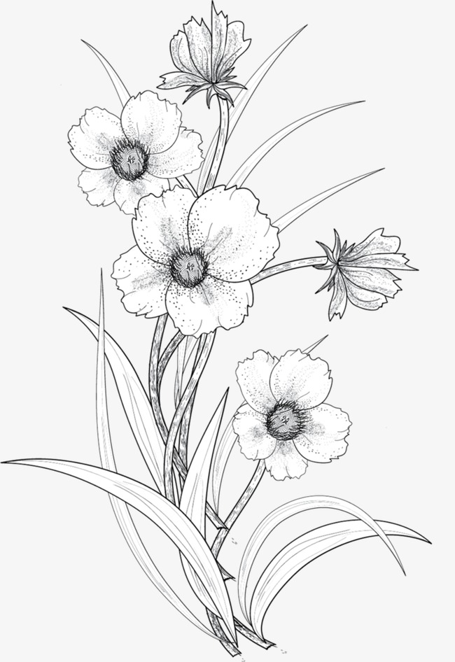 Flower Line Drawing Clip Art Free at PaintingValley.com ...