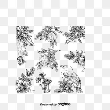 360x360 Flowers Line Drawing Png Images Vectors And Free - Flower Line Drawing Vector
