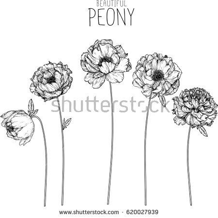 450x450 Peony Flowers Drawing Vector Illustration And Line Art Tatoo - Flower Line Drawing Vector