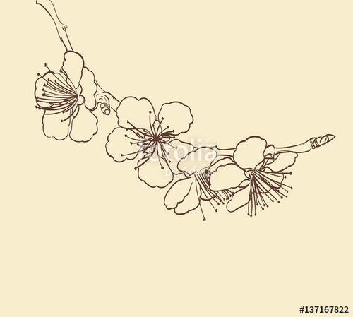 Flower Line Drawing Vector at PaintingValley.com | Explore collection ...