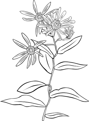 370x500 Flower Line Drawing Clip Art Free - Flower Line Drawing Vector