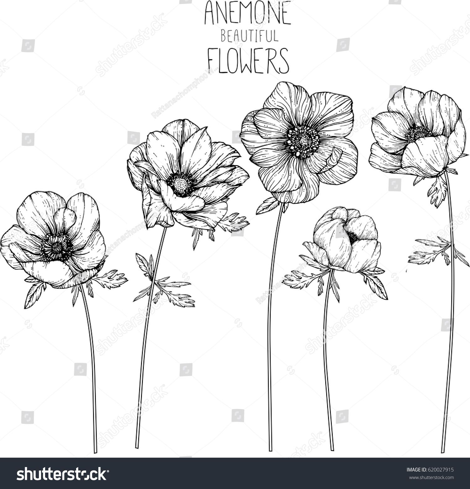 1500x1560 Anemone Flowers Drawing Vector Illustration And Line Art - Flower Line Drawing Vector