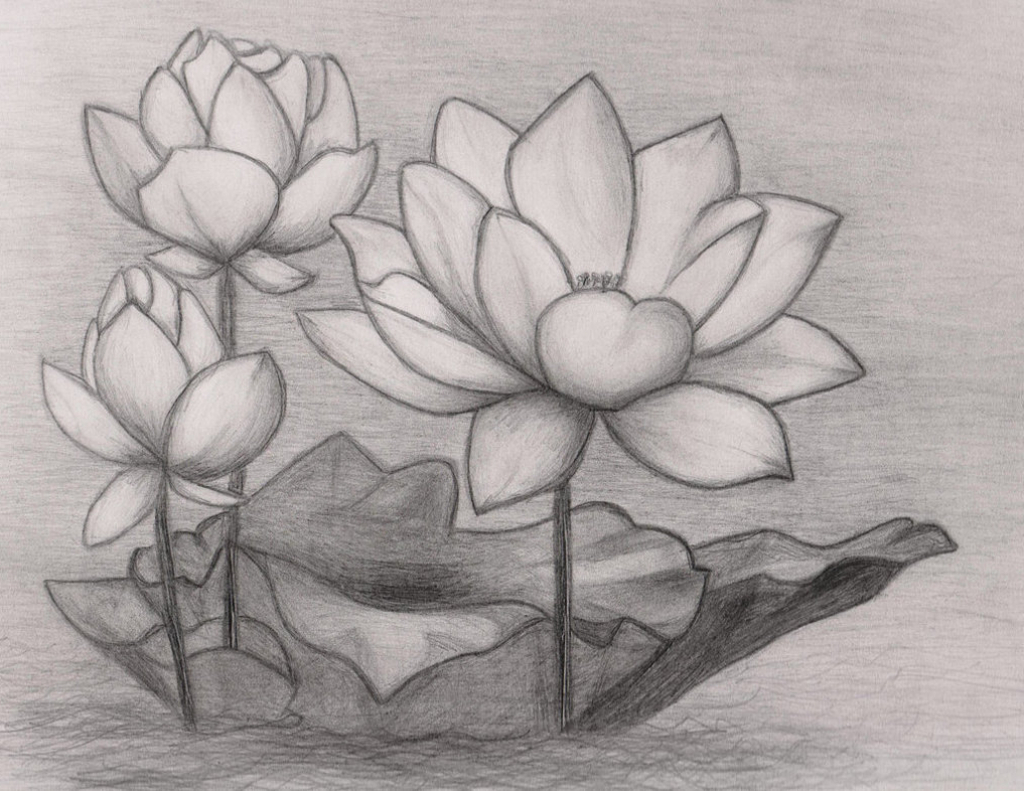 1024x791 Lotus Drawing Free Download - Flower Lotus Drawing