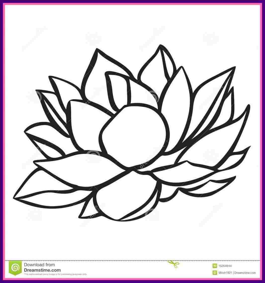 1066x1138 pencil flower lotus drawing sketch of lotus flower best - Flower Lotus Drawing