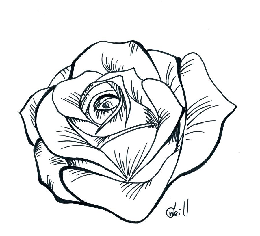 900x817 rose drawing outline drawings drawing ideas rose drawing outline - Flower Outline Drawing