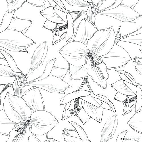 500x500 flower drawing outline amaryllis lilly floral seamless pattern - Flower Outline Drawing